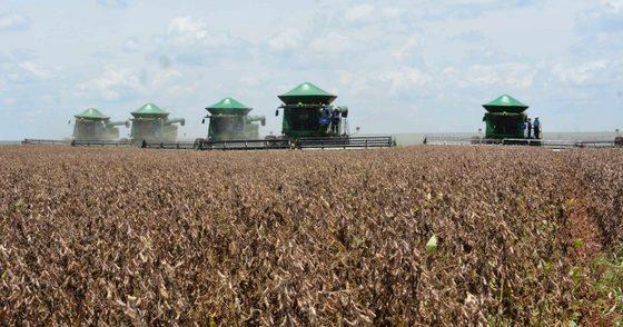 Alto custo de produção pode ofuscar lucro da soja em MS