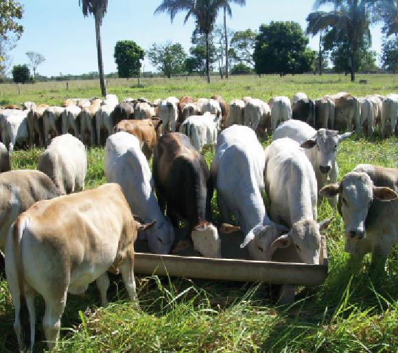 A suplementação bovina nas águas durante o inverno