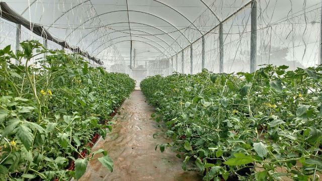 Tecnologia de cultivo é destaque em Ponta Porã