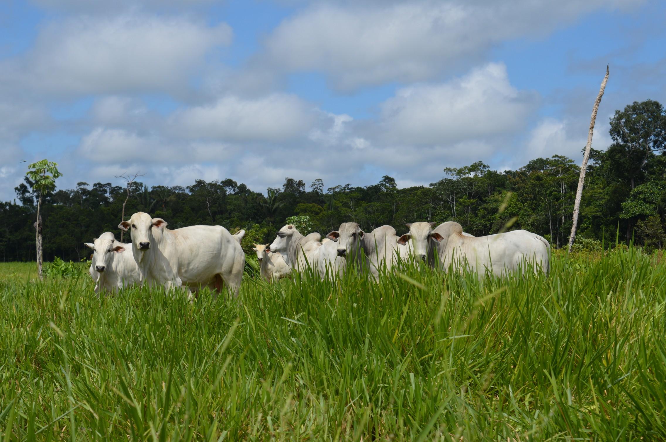 Com manejo correto do pasto, produção cresce até 40%