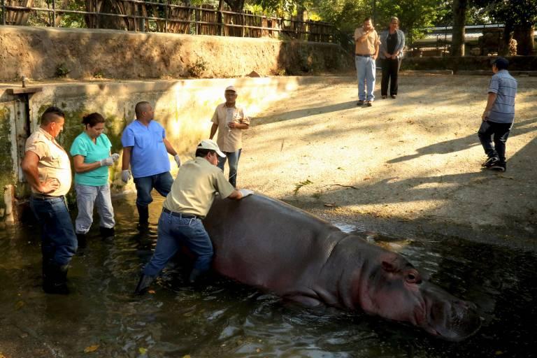 Hipopótamo Gustavito morre após ataque brutal em El Salvador