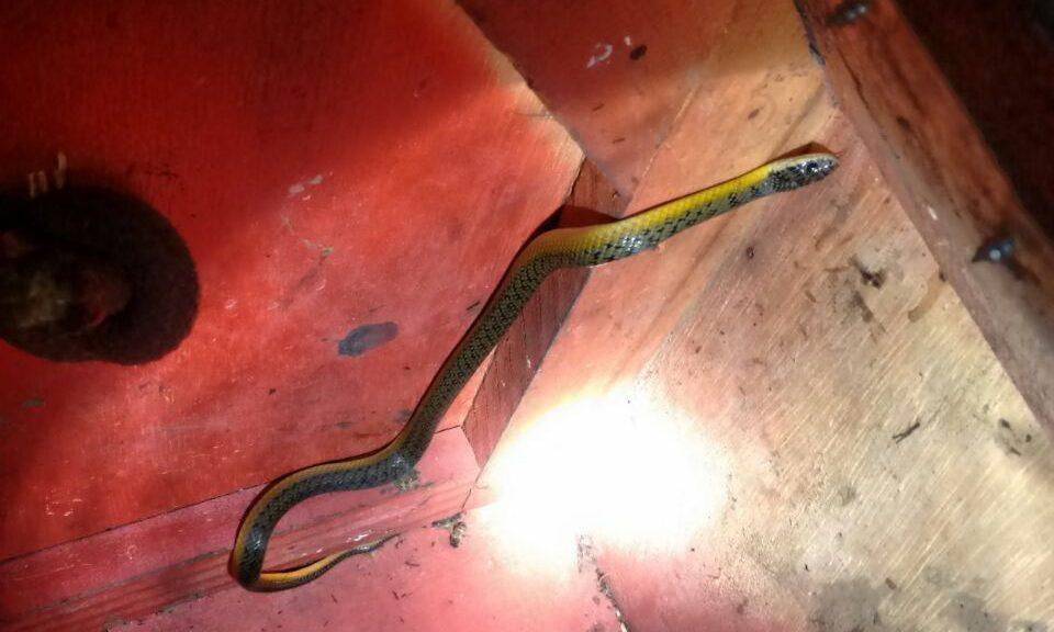 Duas cobras foram capturadas em duas residências em menos de 24h