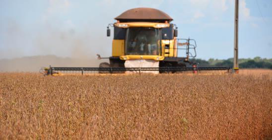 Estado registra terceira maior incidência de ferrugem asiática