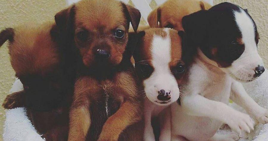 Tratamento de animais resgatados depende de bazar