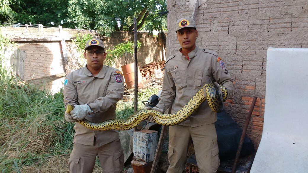 Em 24 horas, três cobras são capturadas em Corumbá