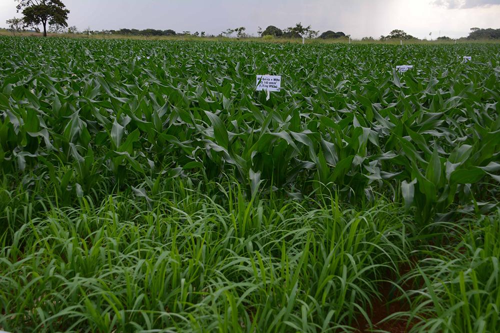 MSl é o 1º do País a adotar integração lavoura e pecuária