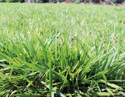 Capim Ipyporã é tido como o reinício para as braquiárias