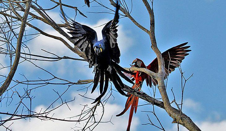 Semana será de sol, calor e tempo seco em MS