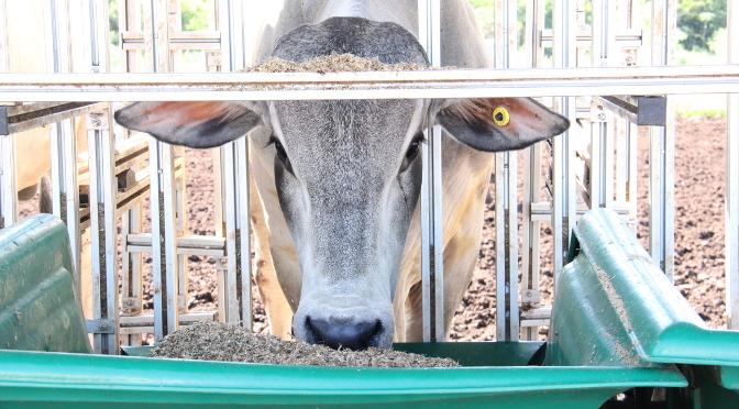 Iagro define exigências sanitárias para a 79ª Expogrande