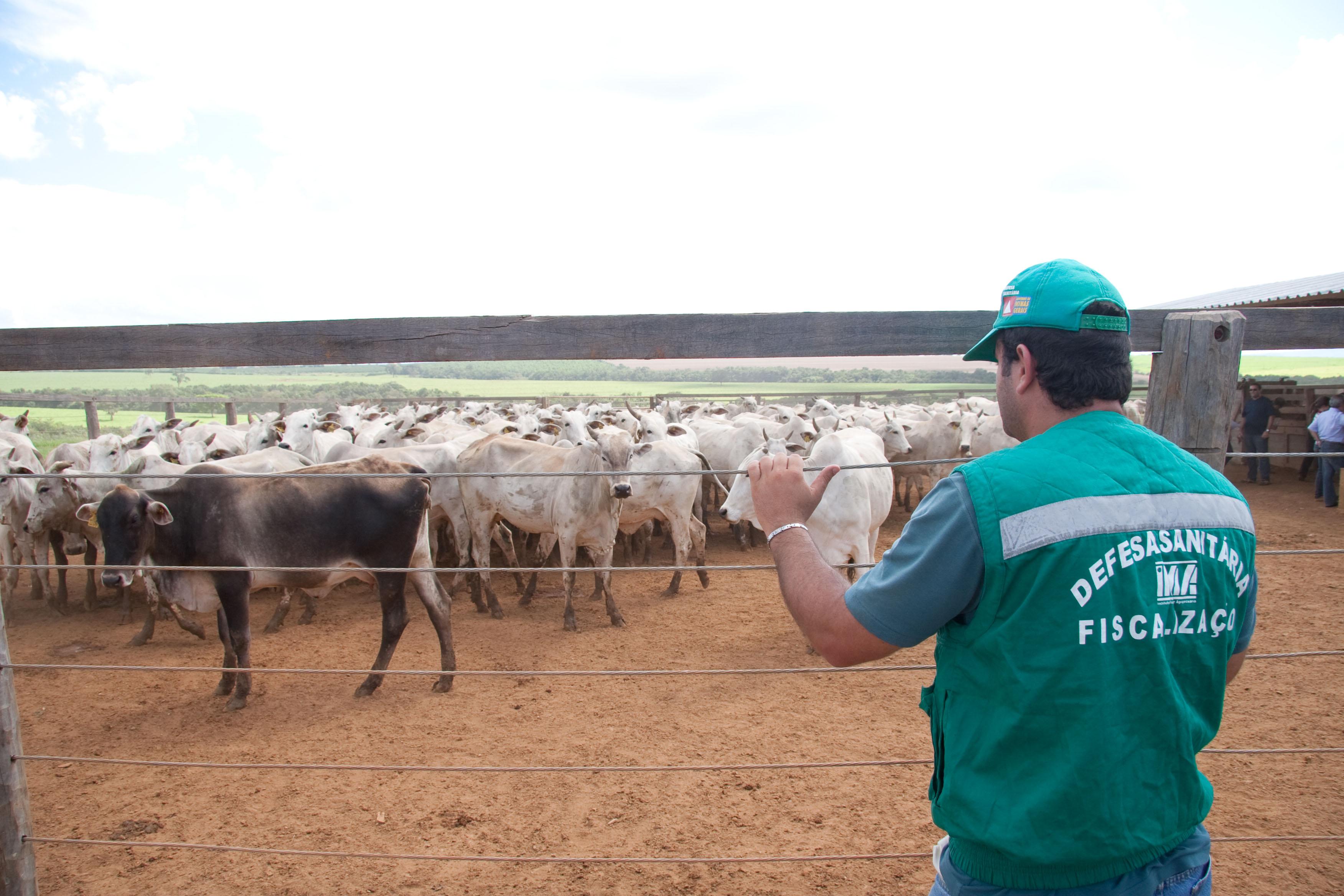 Fim da vacinação contra aftosa vai ser debatida na Cosalfa
