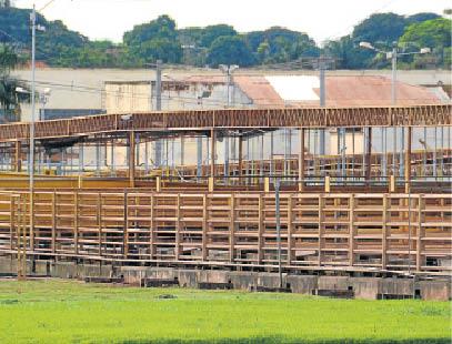 Com suspensão de abates, gado fica sem preço em MS