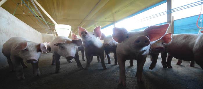 Suinocultura avança em Mato Grosso do Sul