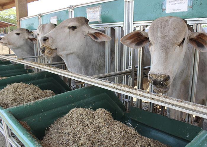 Com um cálculo simples, os custos da pecuária na mão