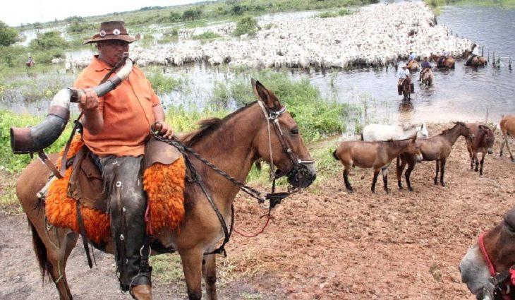 Apoio aéreo dos fazendeiros garantem a vacinação em massa no Pantanal de Corumbá