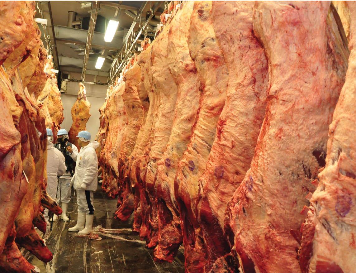 Exportação de carne aumentou 57,5% em MS