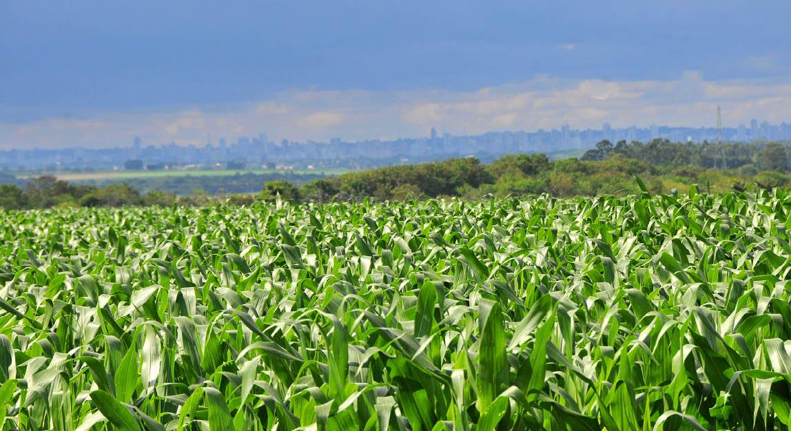 Preço ruim deve frustrar safrinha recorde de milho