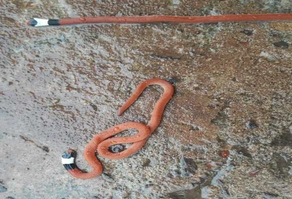 Delegacia de Jardim é invadida por cobras