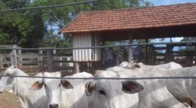 Campanha prevê vacinação de 20 milhões de animais