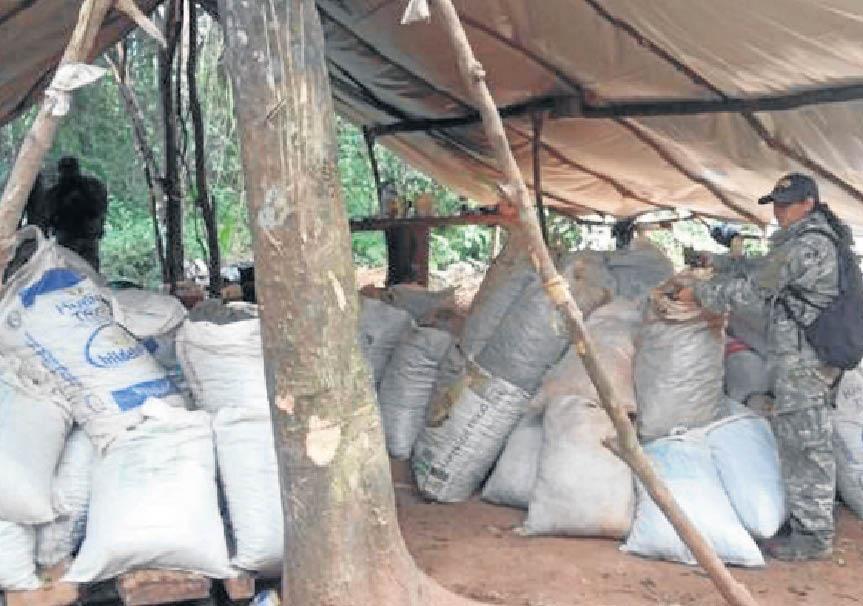 Paraguai destrói 548 toneladas de maconha em 5 meses