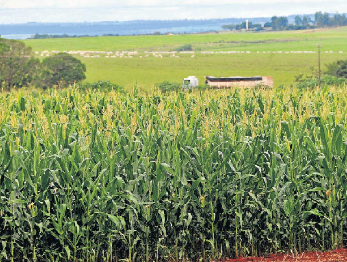 Dólar em alta puxa preço da soja e do milho