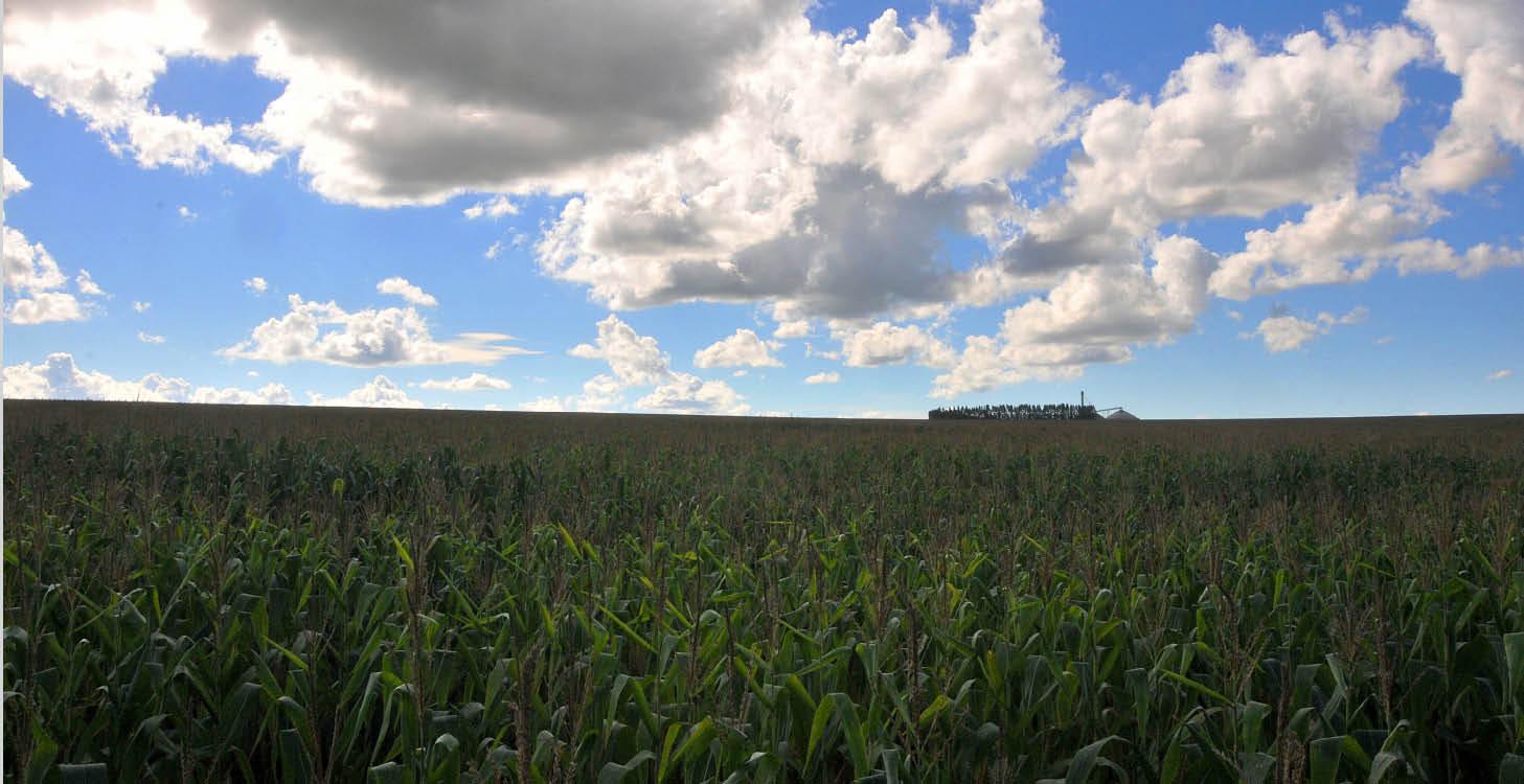 Custo do milho em MS supera em R$ 200 renda ao produtor