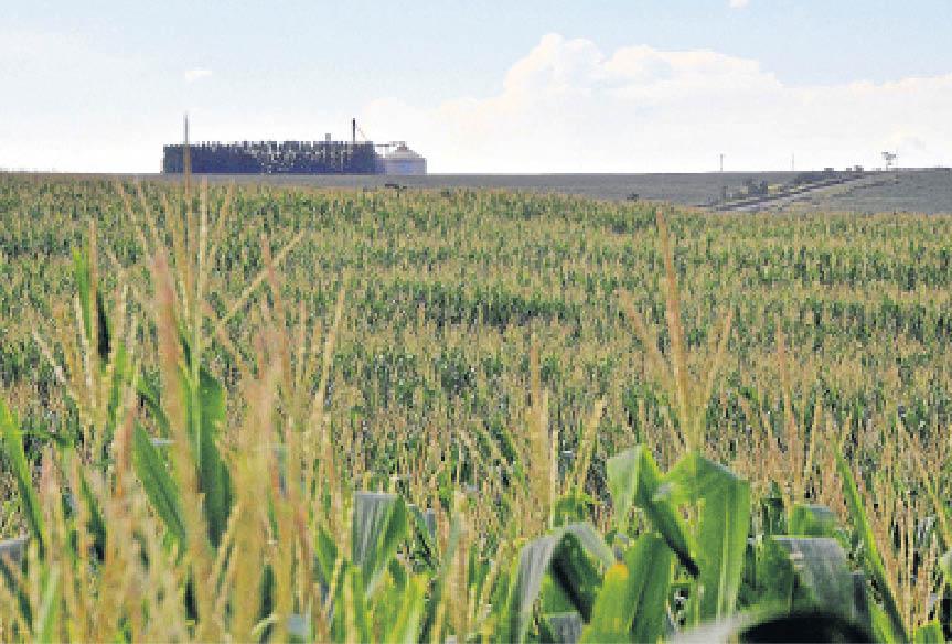 Geada não preocupa, mas preço baixo tira o sono de produtores