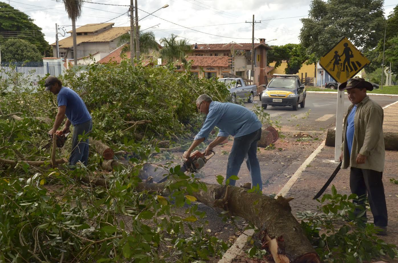 Poda de Arvores “doentes” é realizada para evitar possíveis incidentes em Jardim