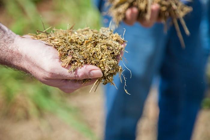 Silagem produzida com feijão pode reduzir custos com ração