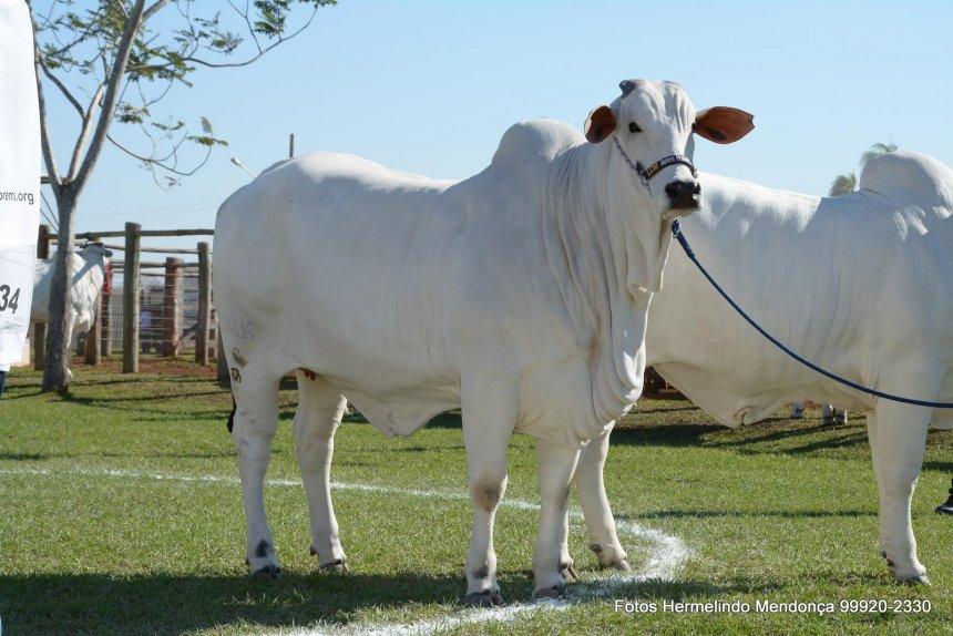 46ª Expobel garante grandes atrações para o público e bons negócios para os investidores