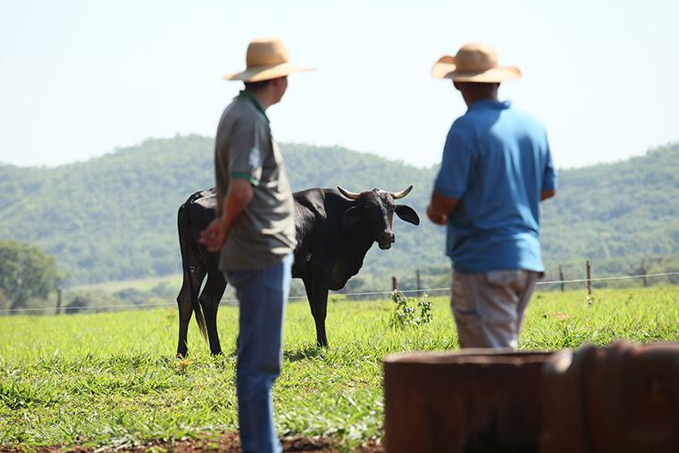 Senar/MS: evento com foco na pecuária de leite acontece amanhã em Anaurilândia