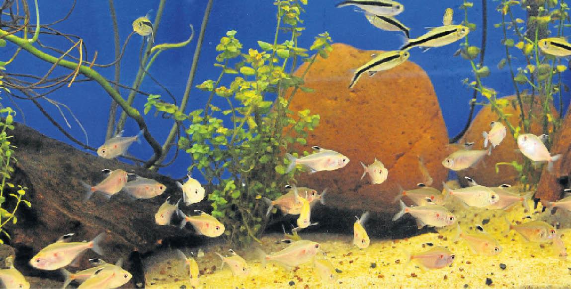 Peixes 'esperam' Aquário do Pantanal há quase três anos
