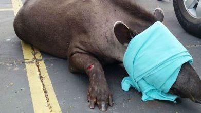 PMA capturou 359 animais silvestres no 1° semestre