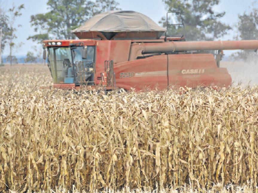 Geada no Estado pode afetar até 15% do milho safrinha