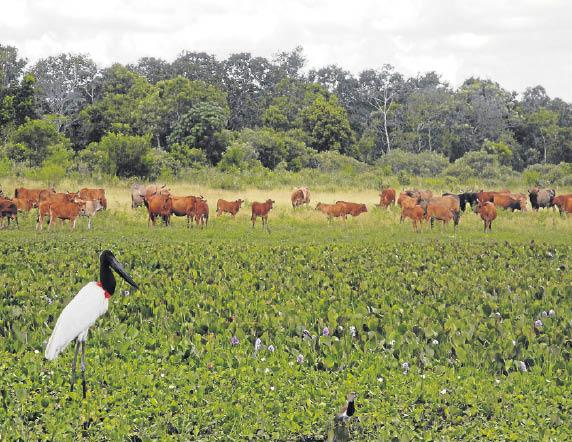 Embrapa irá traçar perfil do Pantanal