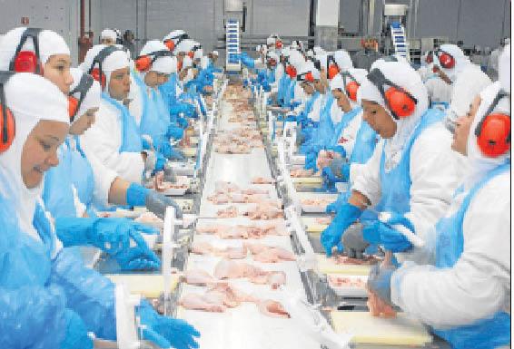 Exportações de aves em Mato Grosso do Sul cresceram 27,7%