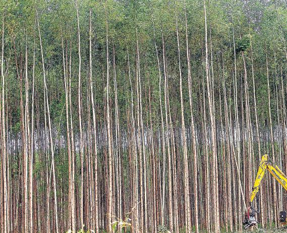 Asiáticos avançam na compra da fábrica da Eldorado