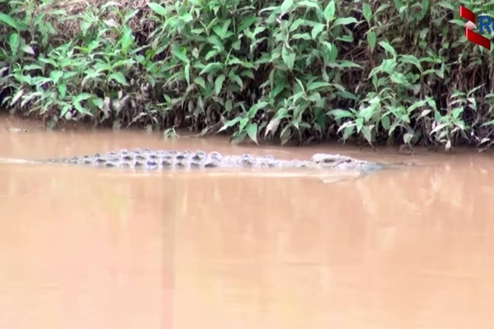 Ataques de crocodilos em Ruanda mataram 7 pessoas em agosto