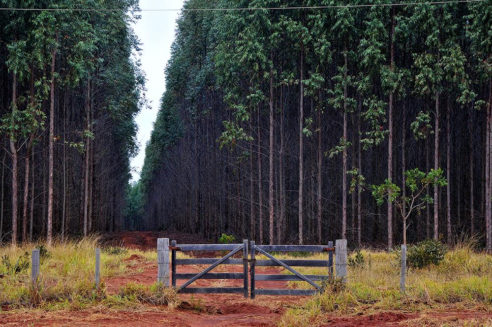 Florestas vão atingir 1,5 milhão de hectares em MS