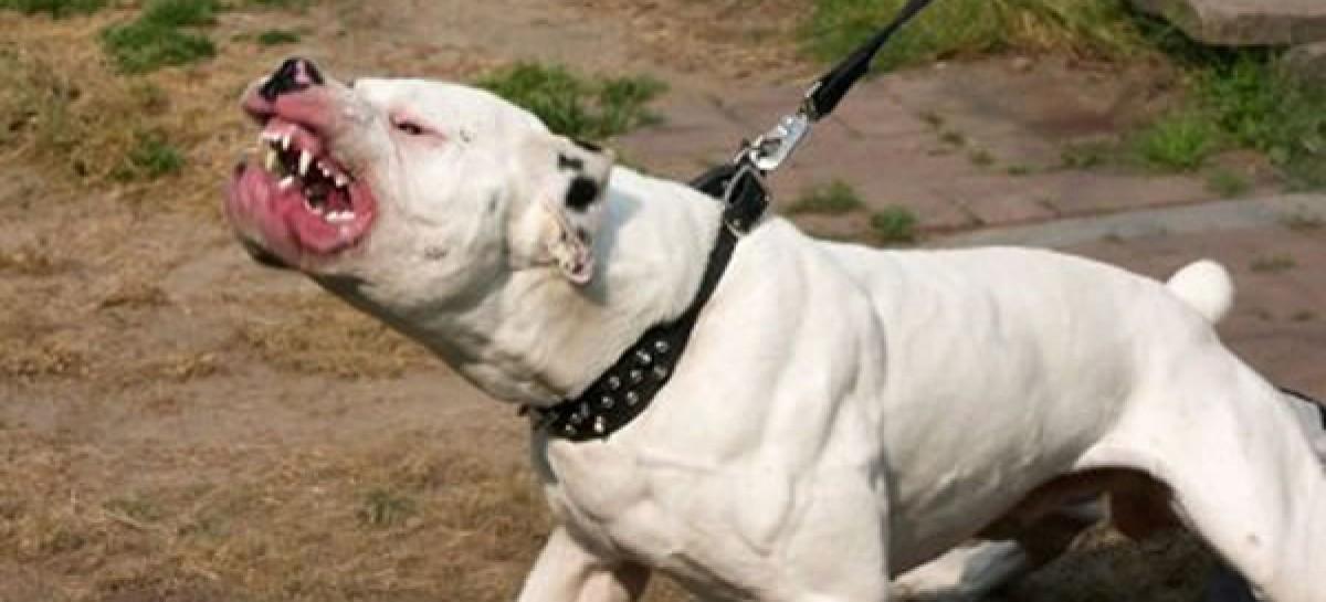 Danos morais e estéticos: mordida de pit bull renderá indenização de R$ 206 mil, decide juiz
