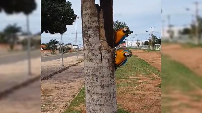 Vídeo de araras 'conversando' encanta campo-grandenses e viraliza nas redes