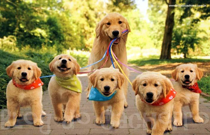 Animais domésticos serão obrigados a serem registrados