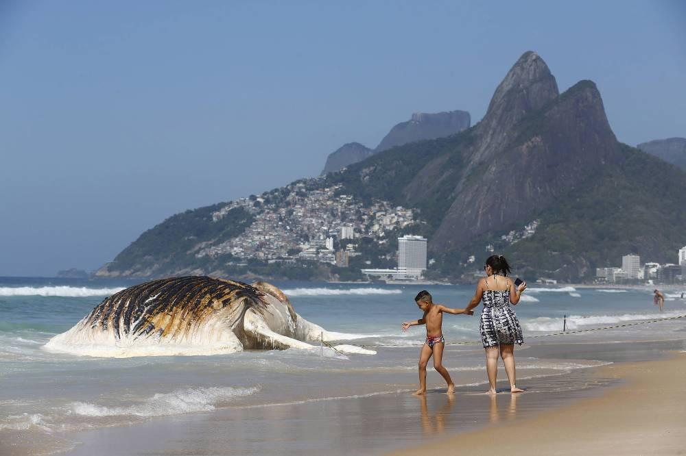 Baleia morta encalha na Praia de Ipanema