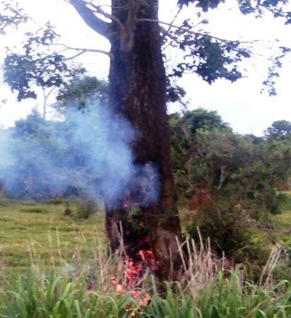 Árvore é atingida por raio e pega fogo próximo a rodovia