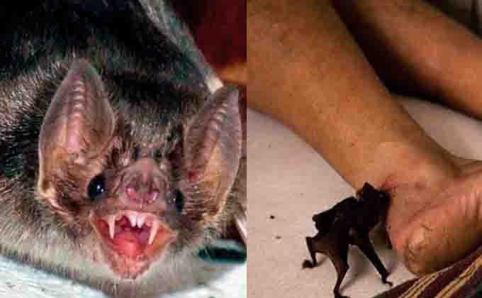 Iagro-MS emite alerta para morcegos-vampiros que já mataram mais de 100 bois