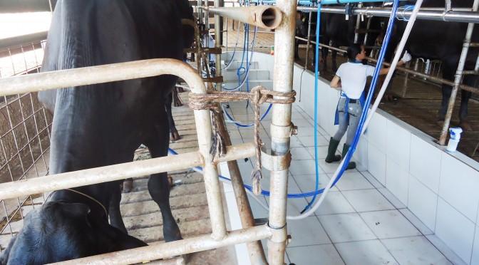 Produção de leite em MS: Fazenda Cachoeira São Sebastião capricha no manejo e melhora resultados