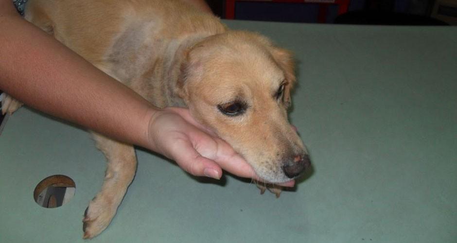 Delegacia terá núcleo contra maus-tratos aos animais