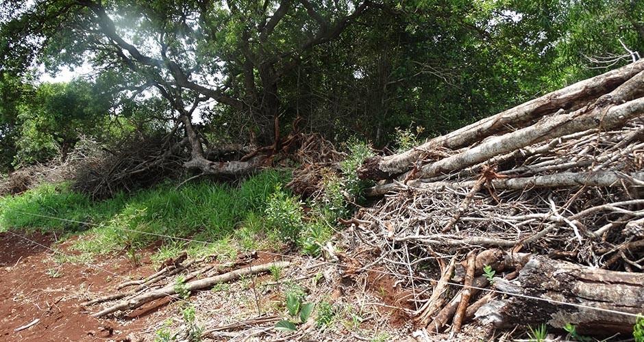 PMA autua fazendeira em R$ 5 mil