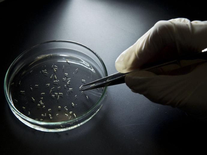 Contra zika, EUA recomendam que grávidas evitem viagem ao Brasil