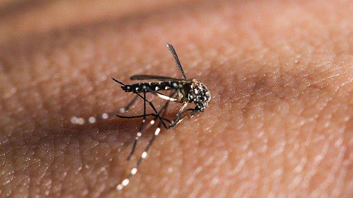 Em dois anos, governo federal cortou em 60% verba para combater o Aedes