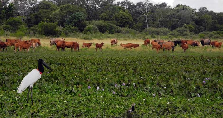Pecuária de MS teve queda em 2015